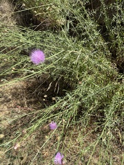 Mantisalca salmantica