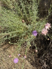 Mantisalca salmantica