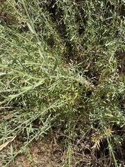 Mantisalca salmantica