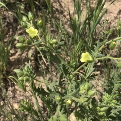 Emmenanthe penduliflora