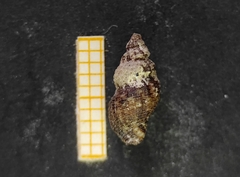 Aplus scacchianus