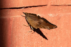 Doleschallia bisaltide