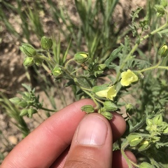 Emmenanthe penduliflora