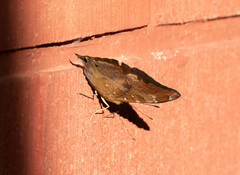 Doleschallia bisaltide