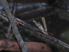 Teinobasis ruficollis
