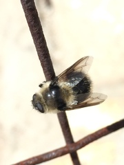 Cephenemyia