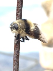 Cephenemyia