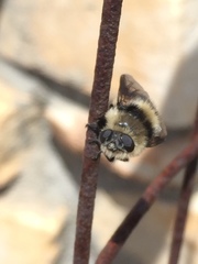 Cephenemyia