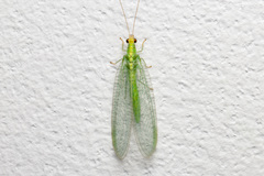 Pseudomallada flavifrons