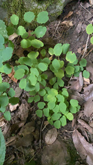 Thalictrum thalictroides