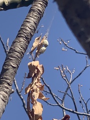 Araneae