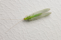 Pseudomallada flavifrons