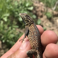 Uta stansburiana elegans