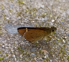 Sovia separata
