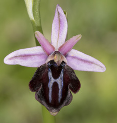 Ophrys sphegodes spruneri
