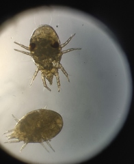 Acaridae