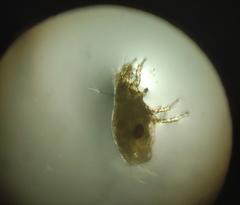 Acaridae