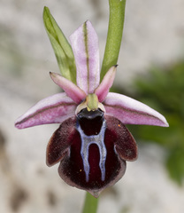 Ophrys sphegodes spruneri
