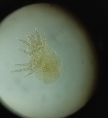 Acaridae