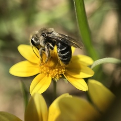 Andrena