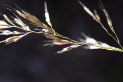 Trisetum alpestre