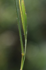 Trisetum alpestre