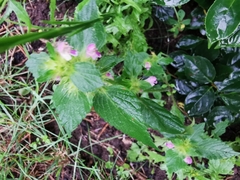 Galeopsis bifida