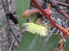 Eucalyptus grossa