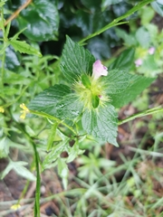 Galeopsis bifida