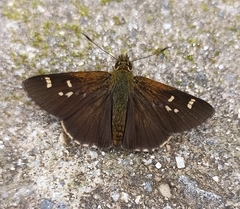 Sovia separata