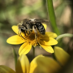 Andrena