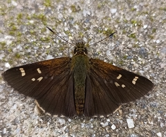 Sovia separata
