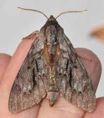 Lapara coniferarum