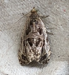 Olethreutes nigranum