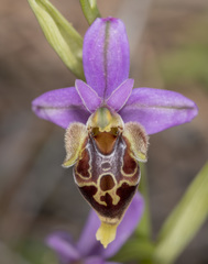 Ophrys heldreichii