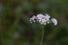 Laserpitium peucedanoides