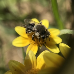 Andrena