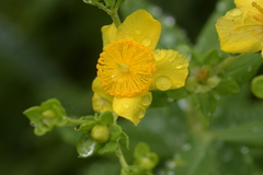 Hypericum swinkianum