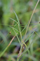 Laserpitium peucedanoides
