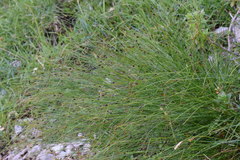 Oreojuncus monanthos