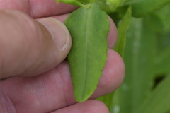 Hypericum swinkianum