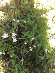 Lithophragma parviflorum