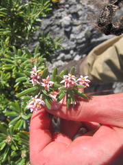 Strumpfia maritima