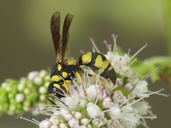 Parodontodynerus ephippium