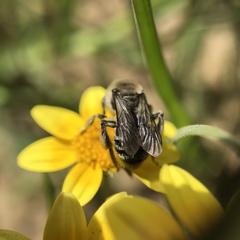 Andrena