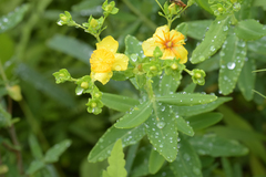 Hypericum swinkianum