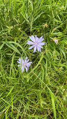 Cichorium intybus