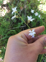 Lithophragma parviflorum