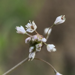 Thysanocarpus curvipes