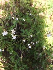 Lithophragma parviflorum